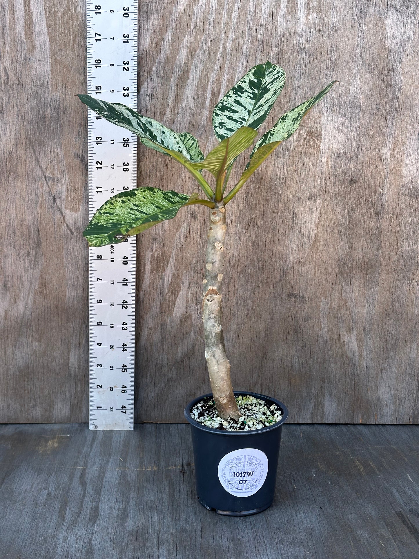 Plumeria Rubra Variegated 'Speckled' in a 4-inch pot, displayed next to a ruler for size reference, showcasing its unique speckled variegation.