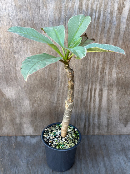 Plumeria Rubra Variegated (103W12) with red hues in a 4-inch pot, showcasing lush green leaves. Ideal for exotic houseplant enthusiasts.