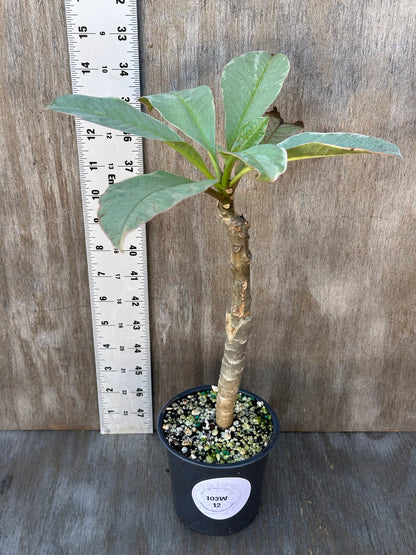 Plumeria Rubra Variegated (103W12) in a 4-inch pot with small rocks, shown next to a ruler for size reference.