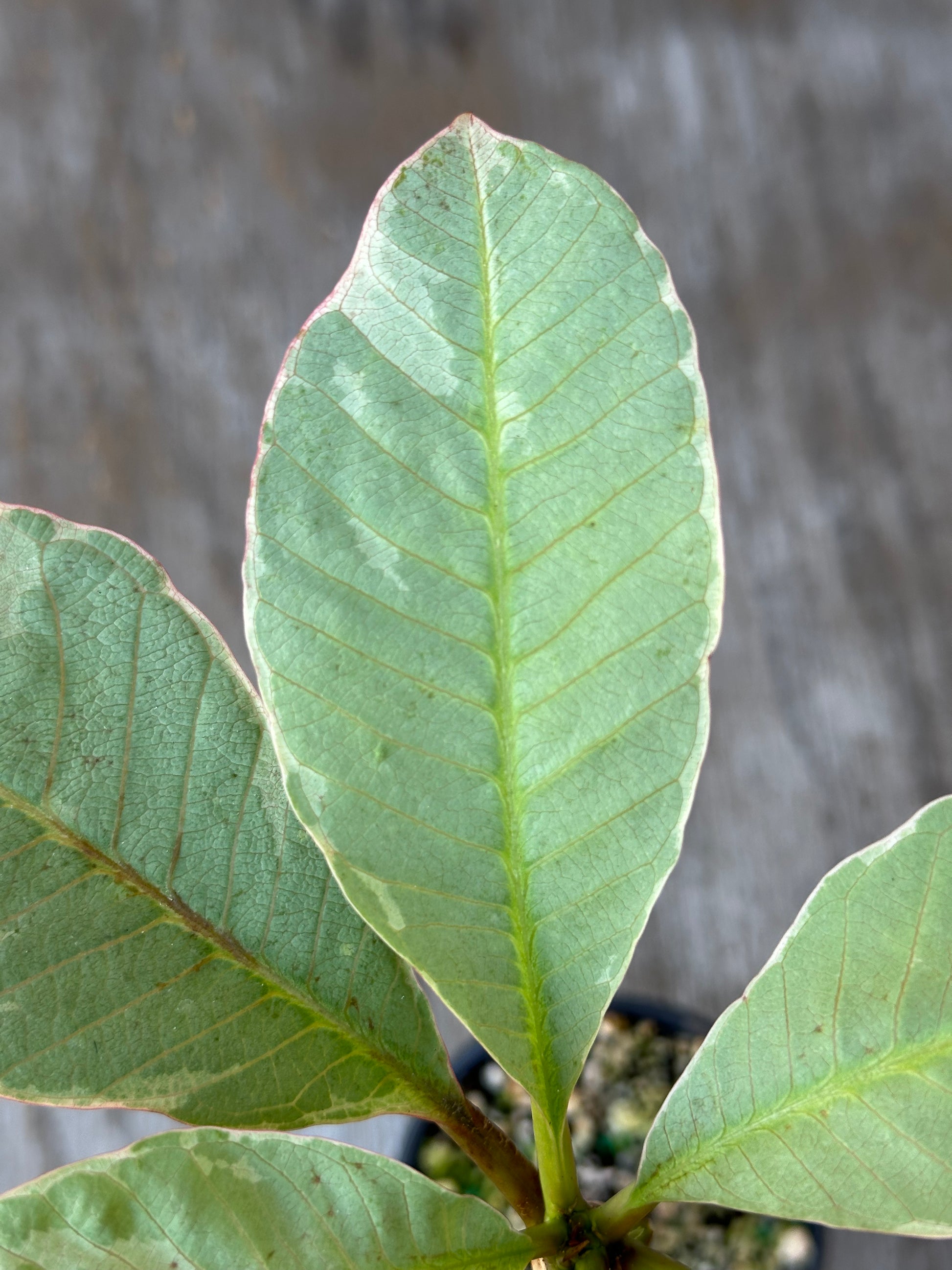 Close-up of a Plumeria Rubra Variegated leaf, showcasing its detailed texture, from Next World Exotics.