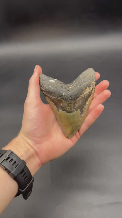 Megaladon Tooth Fossil 803WEB040