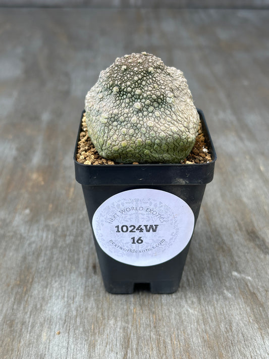 Pseudolithos Cubiformis (1024W16) in a pot, showcasing its unique geometric shape, surrounded by rocky texture details.