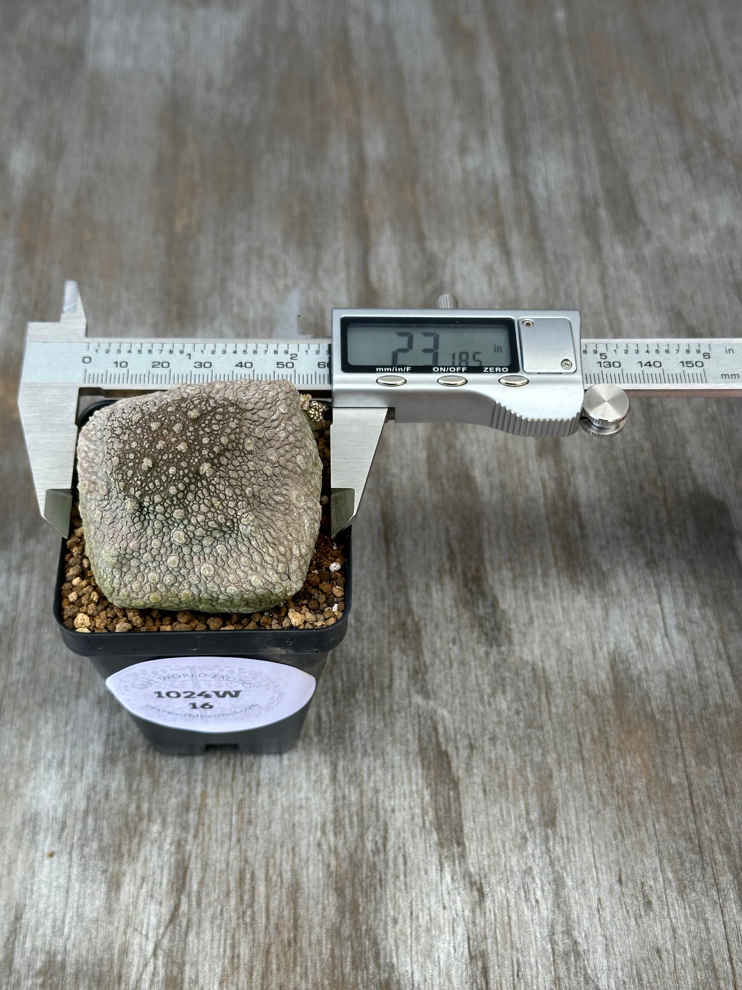 Measuring Pseudolithos Cubiformis (1024W16) rock with a caliper, highlighting its textured surface and digital display for precise dimensions.