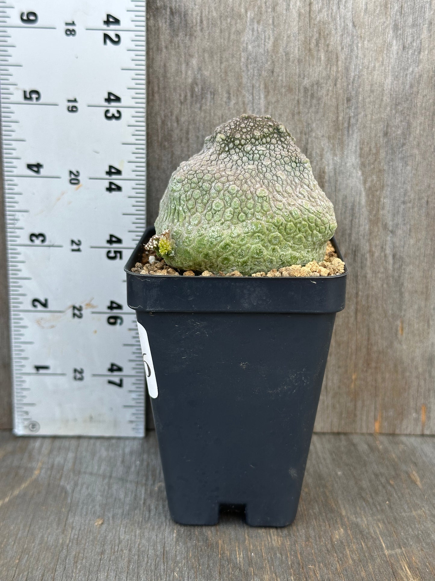 Pseudolithos Cubiformis (1024W16) in a pot, displayed next to a ruler for size reference, showcasing its unique, compact structure.