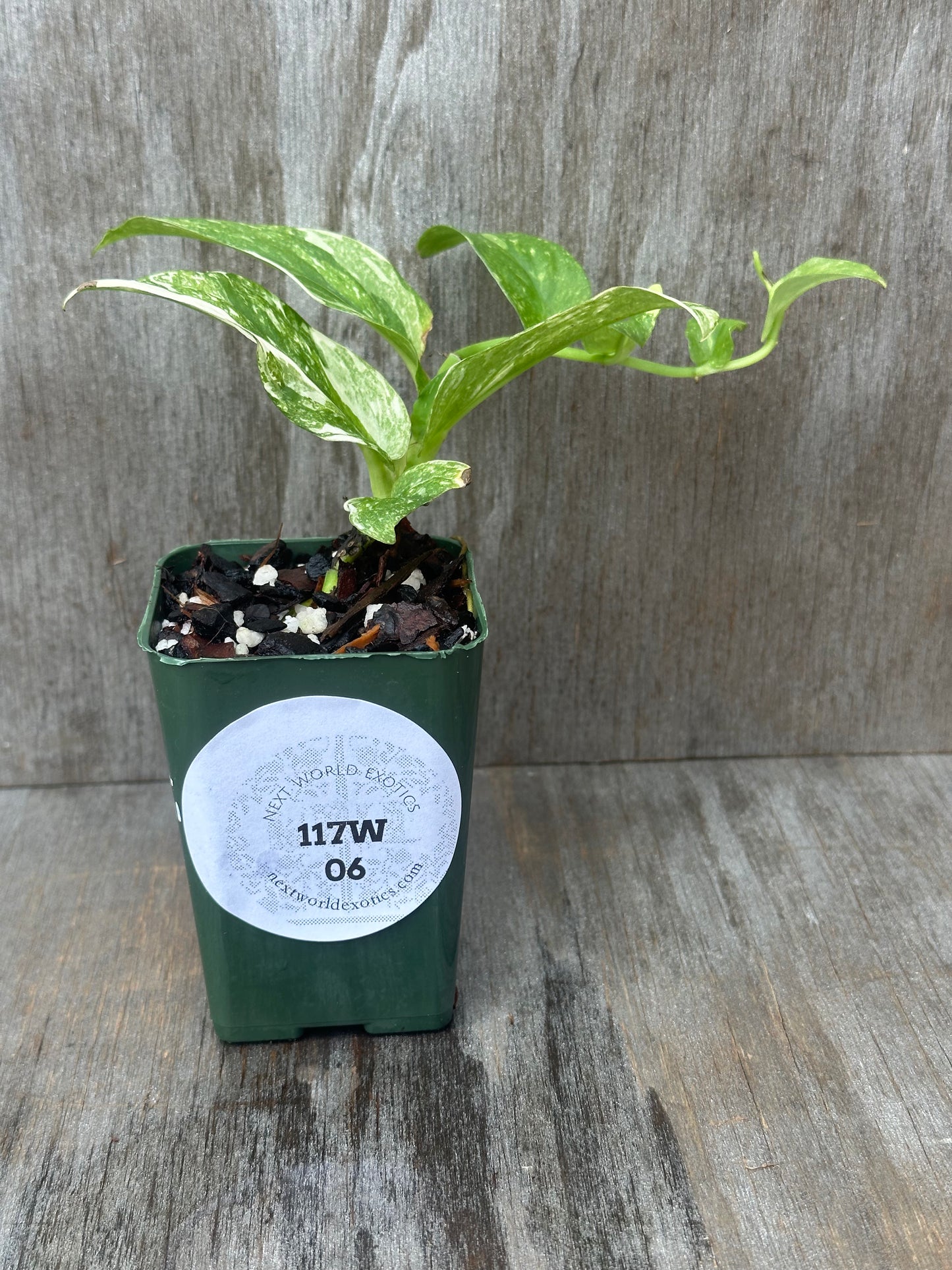 Rhaphidophora Korthalsii Variegated (117W06) in a 4-inch pot, featuring lush green leaves with variegation, ideal for exotic houseplant enthusiasts.