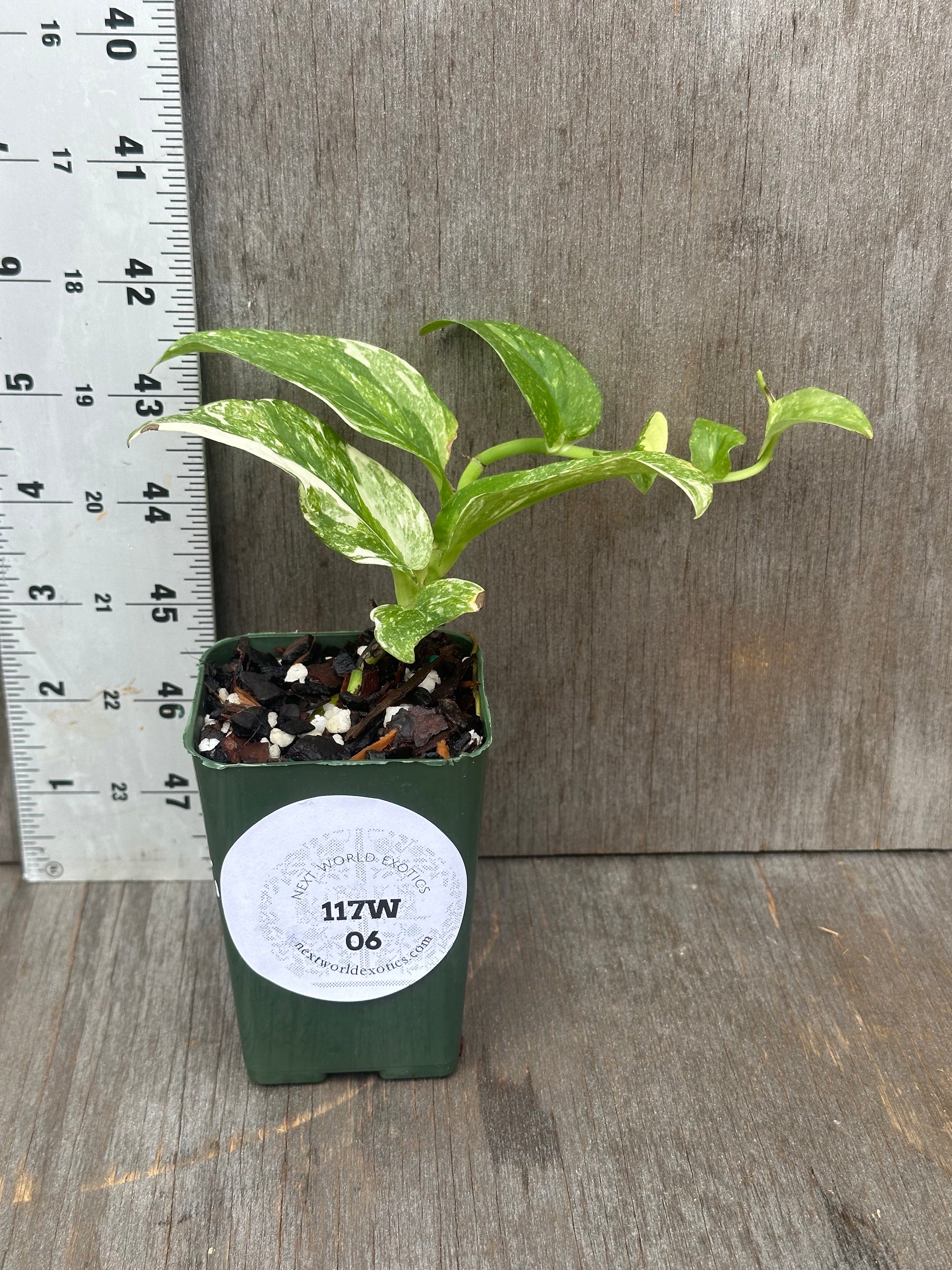 Rhaphidophora Korthalsii Variegated in a small pot, showcasing its intricate leaf patterns, suitable for exotic houseplant enthusiasts.