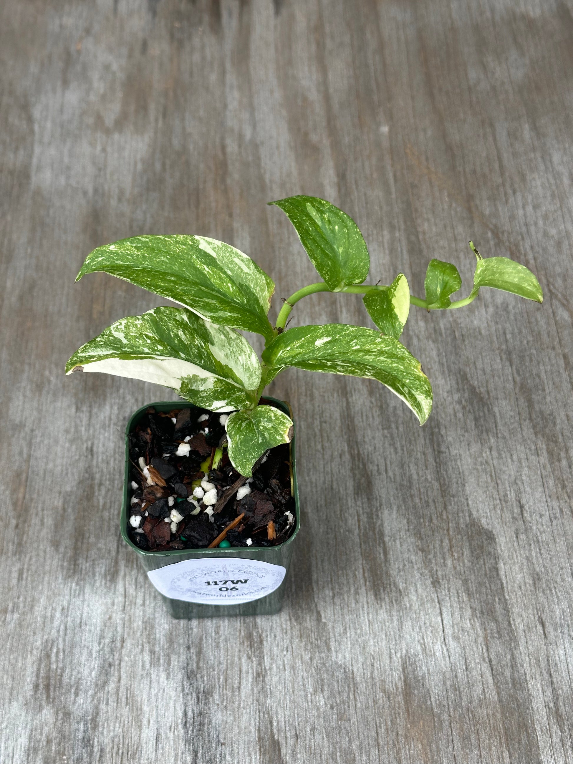 Rhaphidophora Korthalsii Variegated in a 4-inch pot, showcasing its unique leaf patterns, suitable for indoor tropical plant enthusiasts.