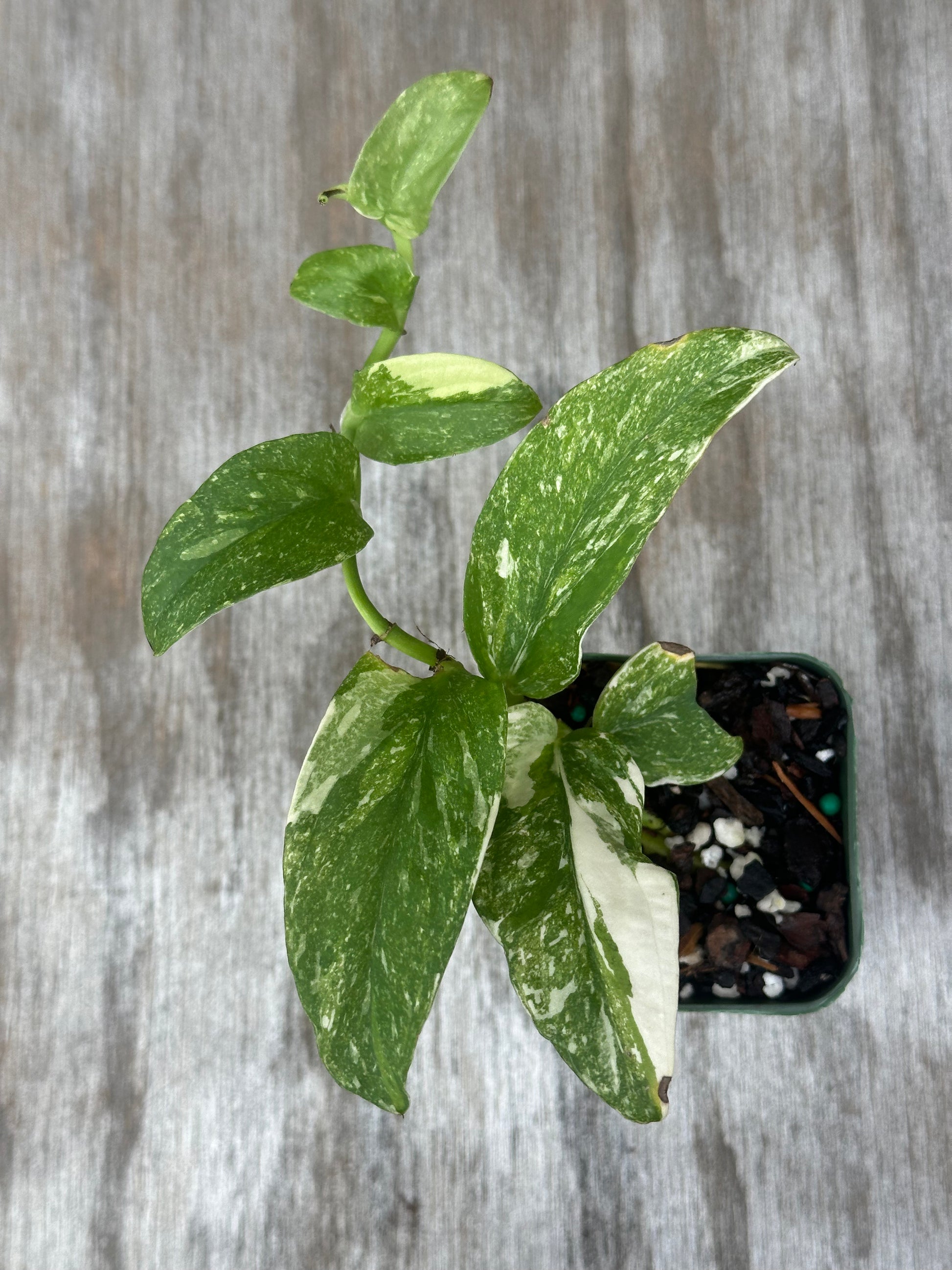 Variegated Rhaphidophora Korthalsii in a 4-inch pot, featuring vibrant leaves, ideal for exotic houseplant enthusiasts. Available at Next World Exotics.