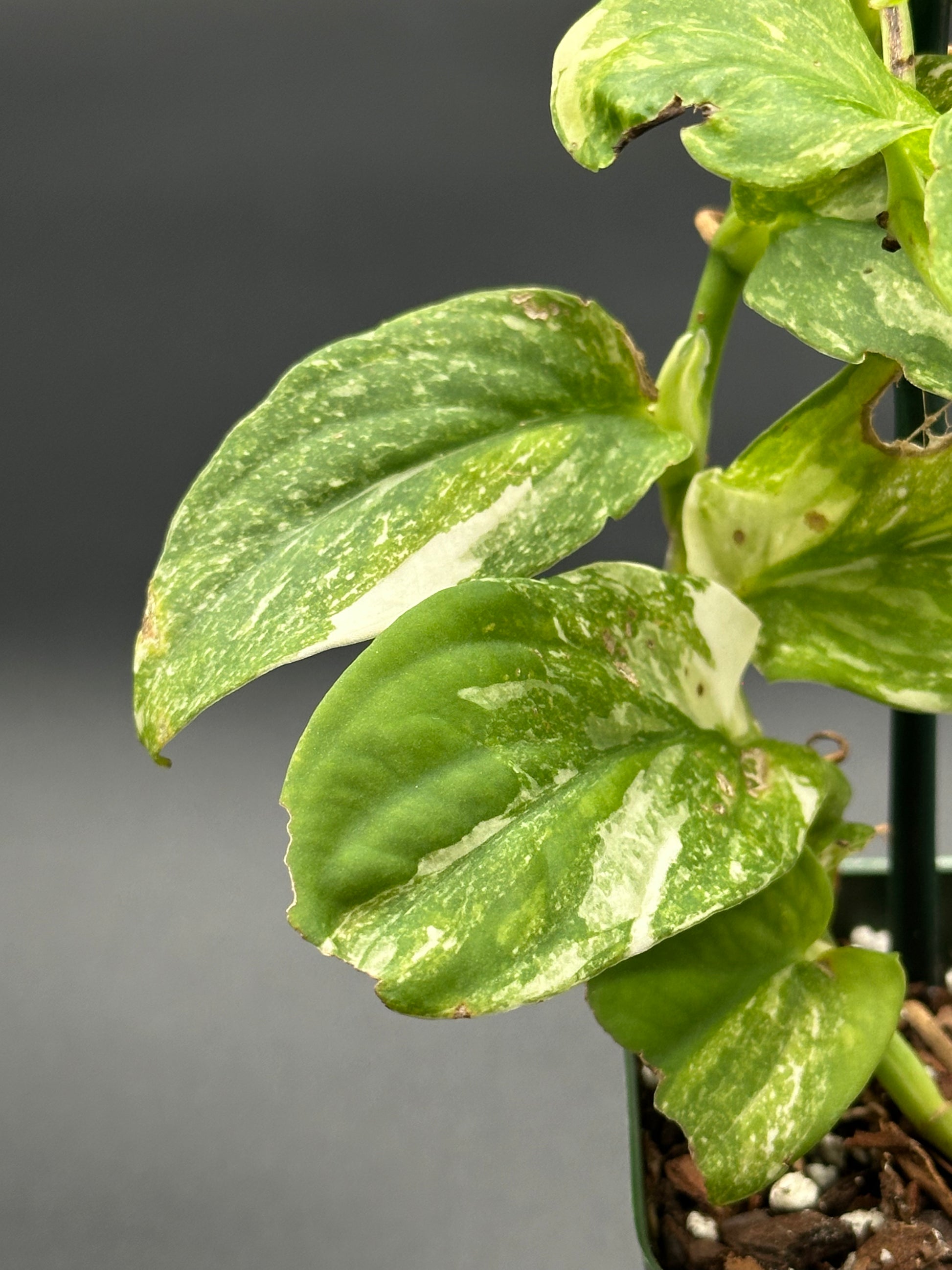 Close-up of a Rhaphidophora Korthalsii Variegated plant in a 2.25-inch pot, showcasing its intricate leaf patterns.