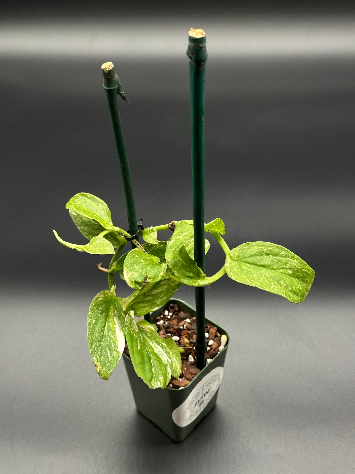 Rhaphidophora Korthalsii Variegated in a small pot, showcasing distinctive leaves, ideal for exotic houseplant enthusiasts. Perfect for collectors seeking rare tropical varieties.