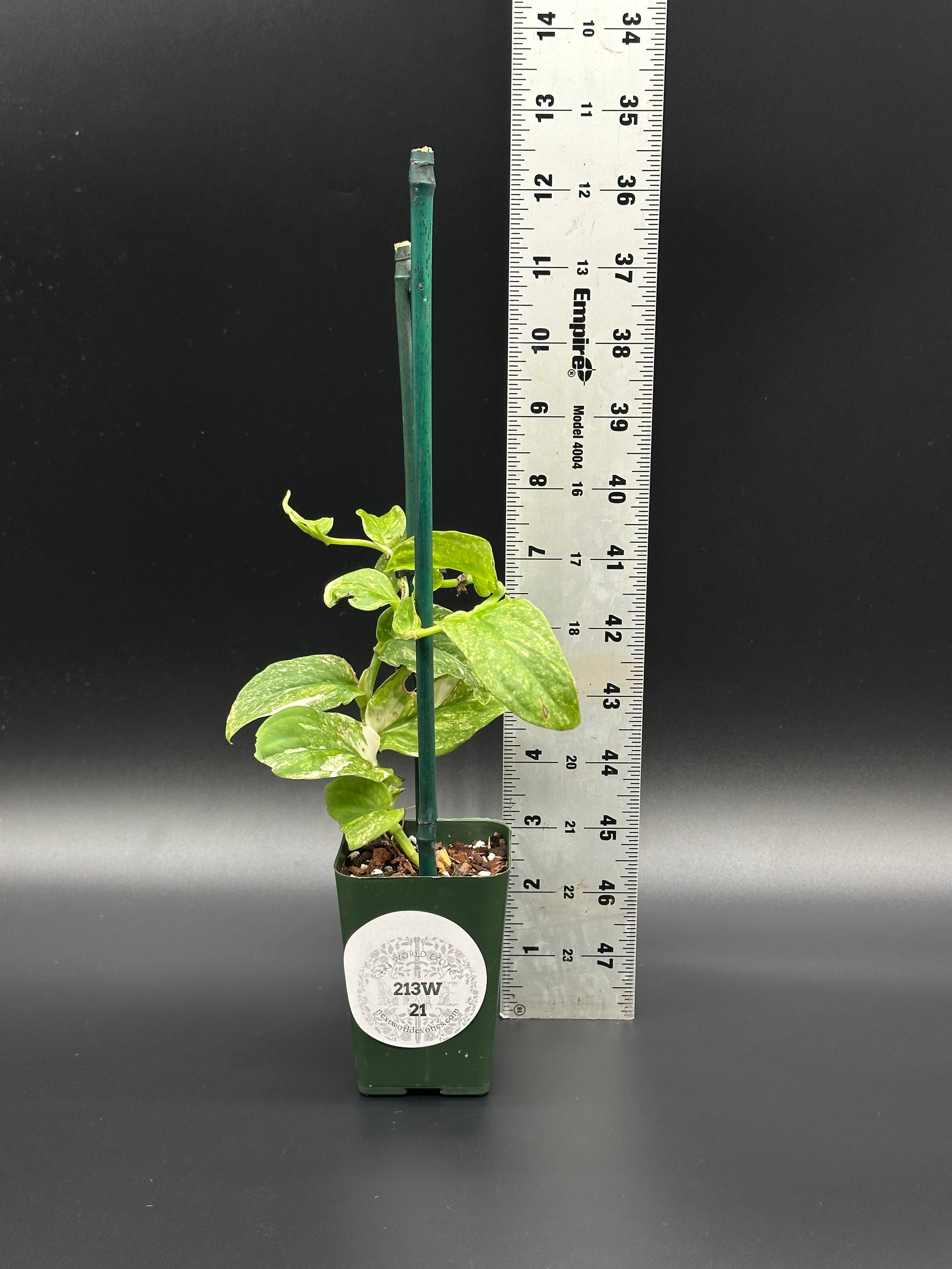 Rhaphidophora Korthalsii Variegated (213W21) in a small pot next to a ruler, showcasing its size and unique variegated leaves.