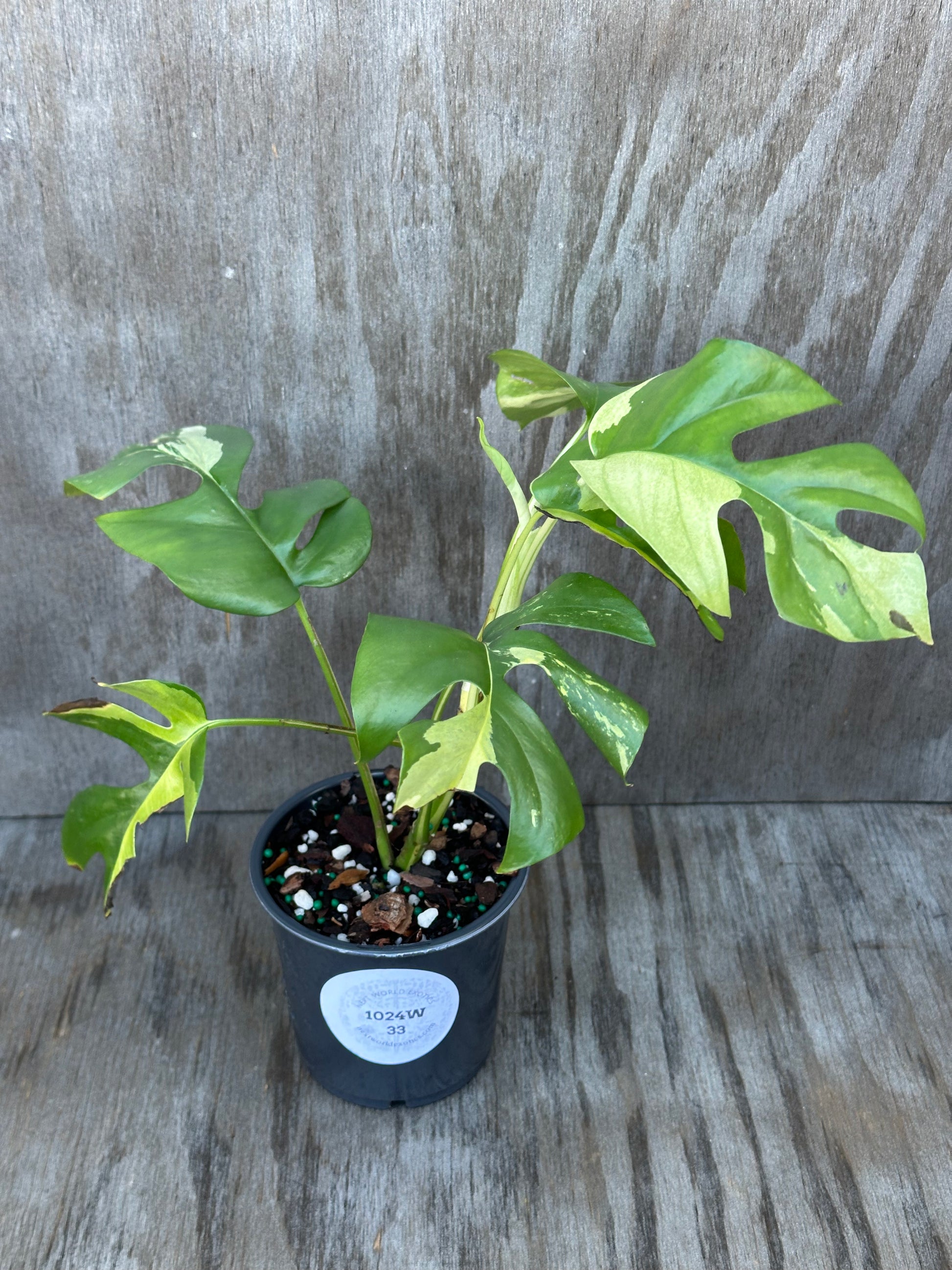 Rhaphidophora Tetrasperma Variegated in a 4-inch pot, showcasing lush, intricate leaves, ideal for exotic houseplant enthusiasts.