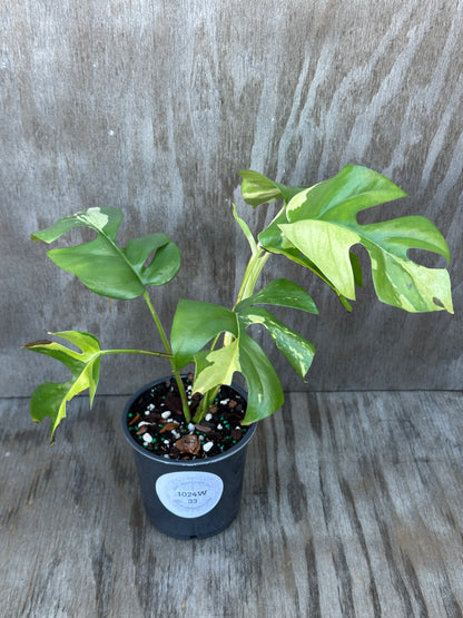 Rhaphidophora Tetrasperma Variegated in a 4-inch pot, showcasing lush, intricate leaves, ideal for exotic houseplant enthusiasts.