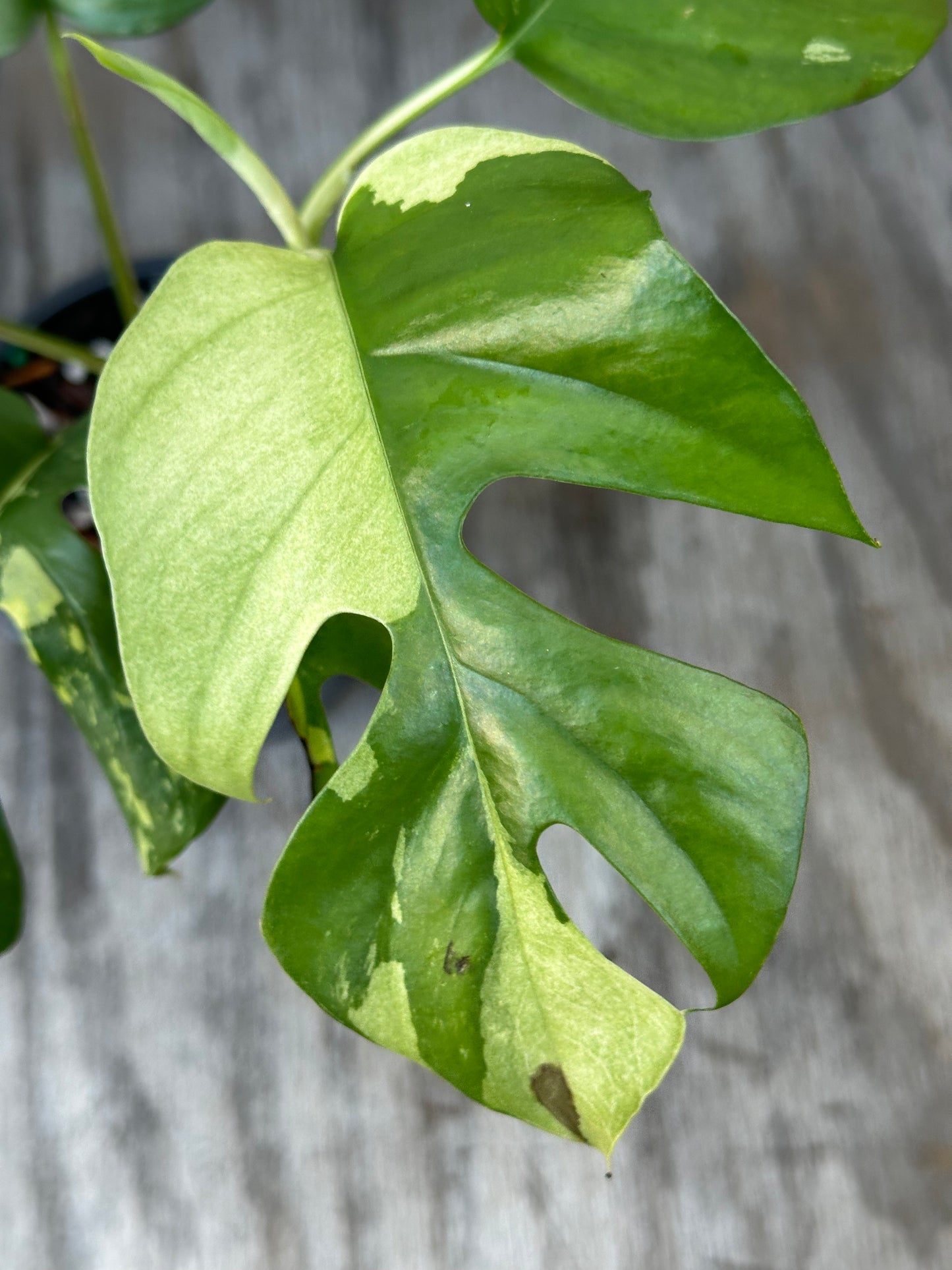 Close-up of a Rhaphidophora Tetrasperma Variegated leaf in a pot, showcasing its unique texture and pattern, ideal for exotic houseplant enthusiasts.