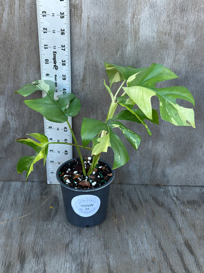 Rhaphidophora Tetrasperma Variegated in a 4-inch pot, showcasing its distinct leaf patterns and small decorative rocks. Ideal for exotic houseplant enthusiasts.