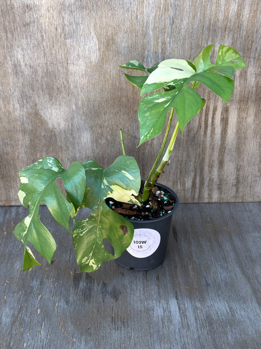 Variegated Rhaphidophora Tetrasperma in a pot, featuring distinct white and green foliage. Ideal for tropical houseplant enthusiasts and collectors.