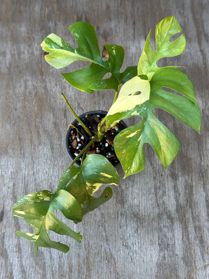 Rhaphidophora Tetrasperma Variegated in a decorative pot, showcasing its distinctively patterned leaves. Ideal for tropical houseplant enthusiasts.