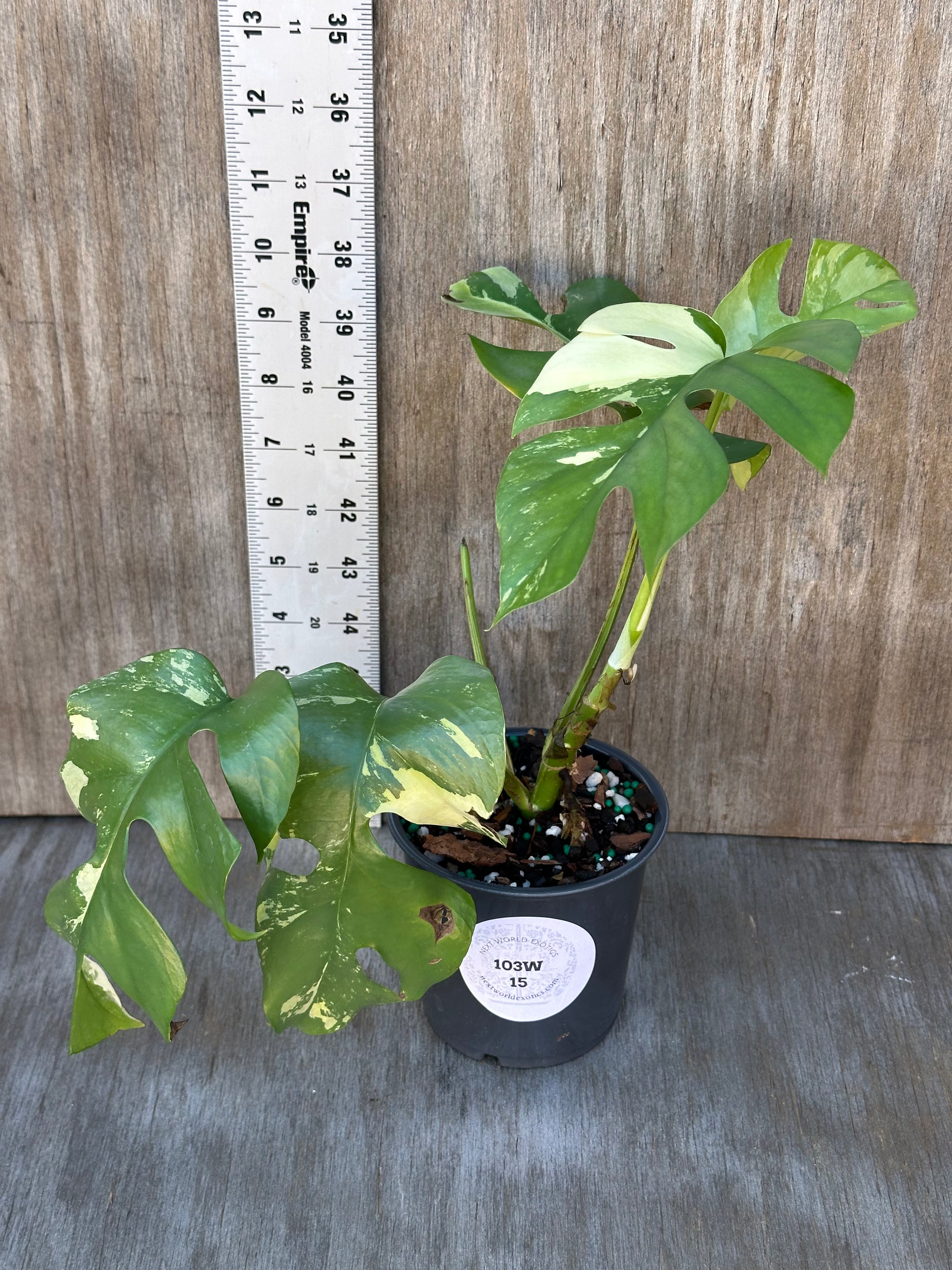 Rhaphidophora Tetrasperma Variegated plant in a pot next to a ruler, showcasing its size and variegated leaves. Suitable for indoor tropical plant collections.