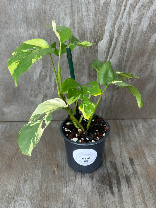 Rhaphidophora Tetrasperma Variegated in a 4-inch pot, showcasing green leaves with variegation, ideal for exotic houseplant enthusiasts from Next World Exotics.