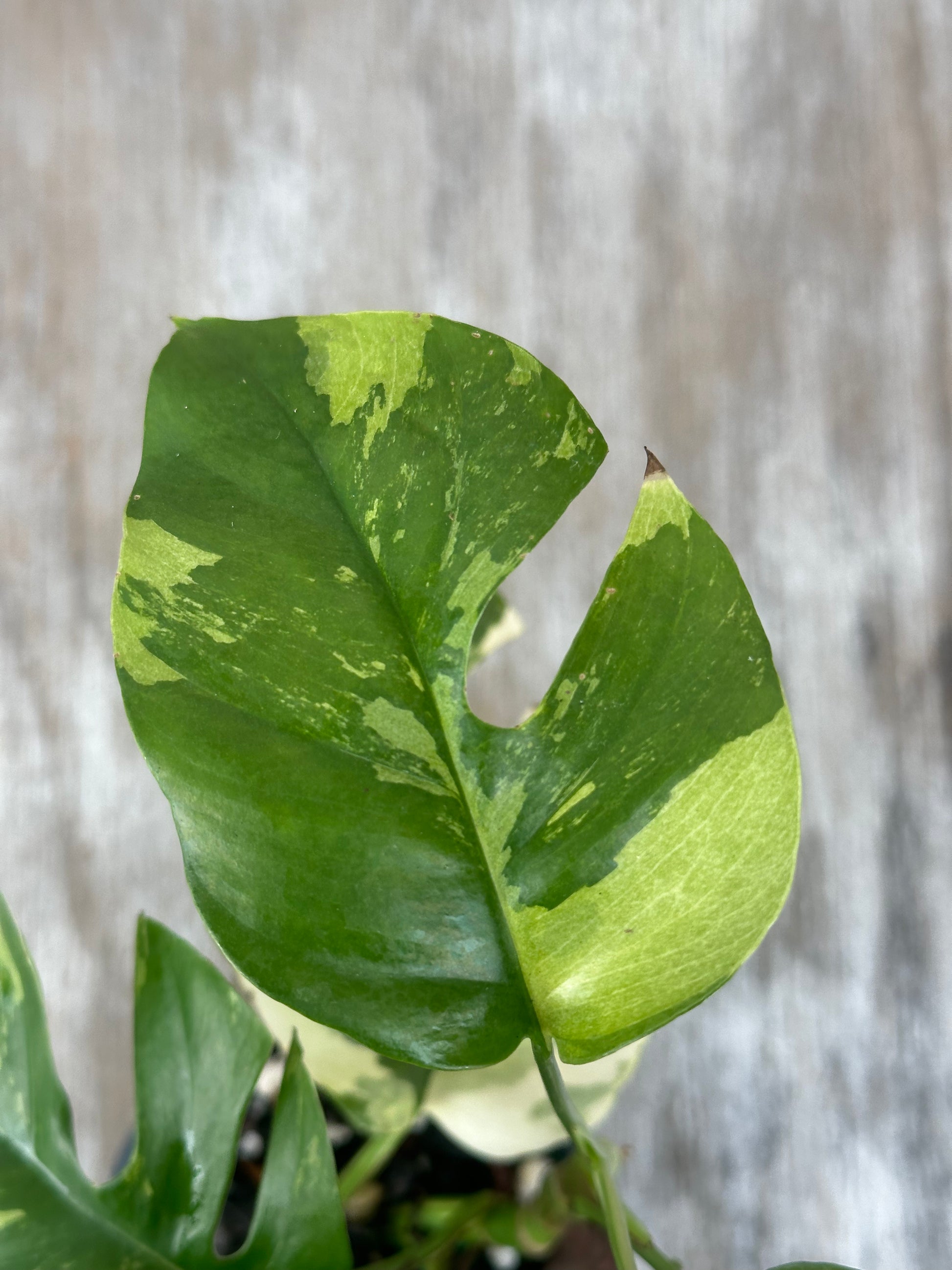 Rhaphidophora Tetrasperma Variegated (117W03) close-up of green variegated leaf in a 4-inch pot, showcasing its unique pattern and texture.