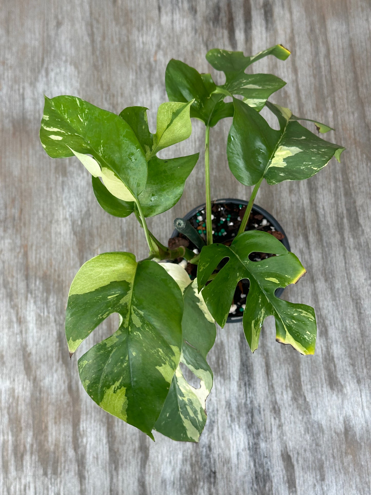 Rhaphidophora Tetrasperma Variegated in 4-inch pot, showcasing lush foliage with distinct leaf patterns, ideal for exotic houseplant enthusiasts.