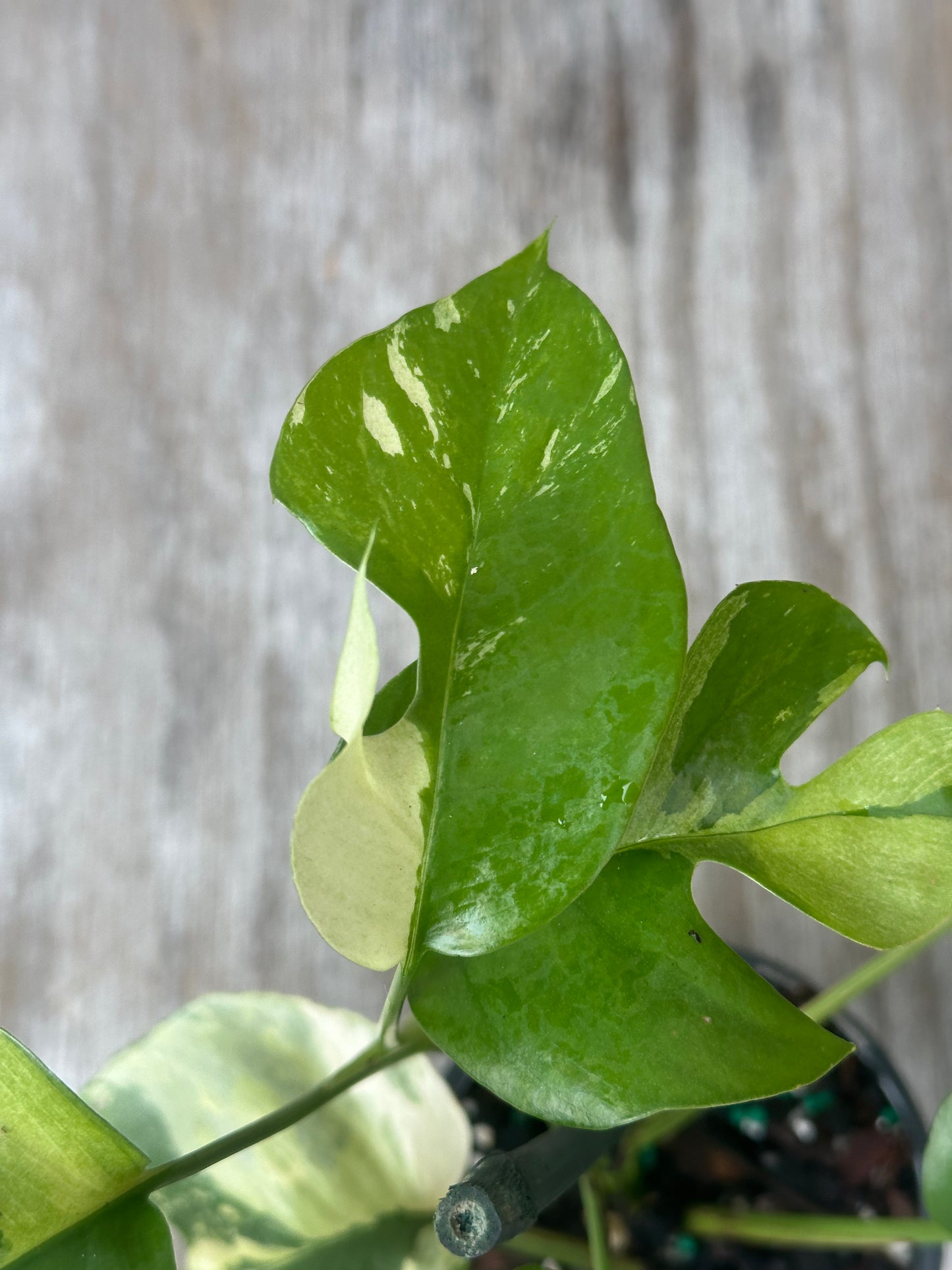 Close-up of a Rhaphidophora Tetrasperma Variegated leaf, showcasing intricate patterns and texture, in a 4-inch pot from Next World Exotics.