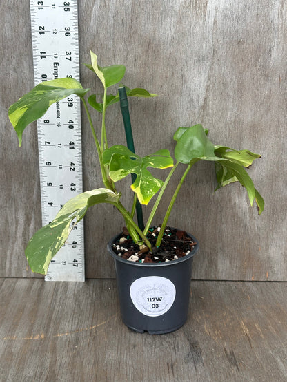 Rhaphidophora Tetrasperma Variegated in a 4-inch pot with white label, displayed next to a ruler for size reference.