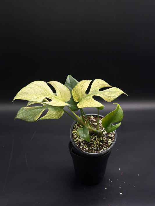 Rhaphidophora Tetrasperma cv. 'White Monster' in black pot, showcasing thin stems with glossy, deeply lobed variegated leaves, ideal for exotic plant collectors.