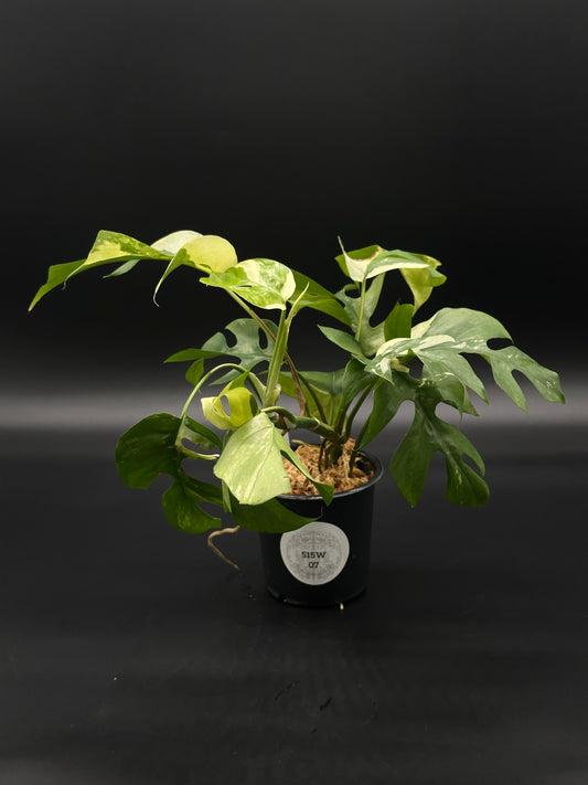 Variegated Rhaphidophora Tetrasperma in a 4-inch pot, showcasing its unique leaf patterns, available at Next World Exotics for tropical houseplant enthusiasts.