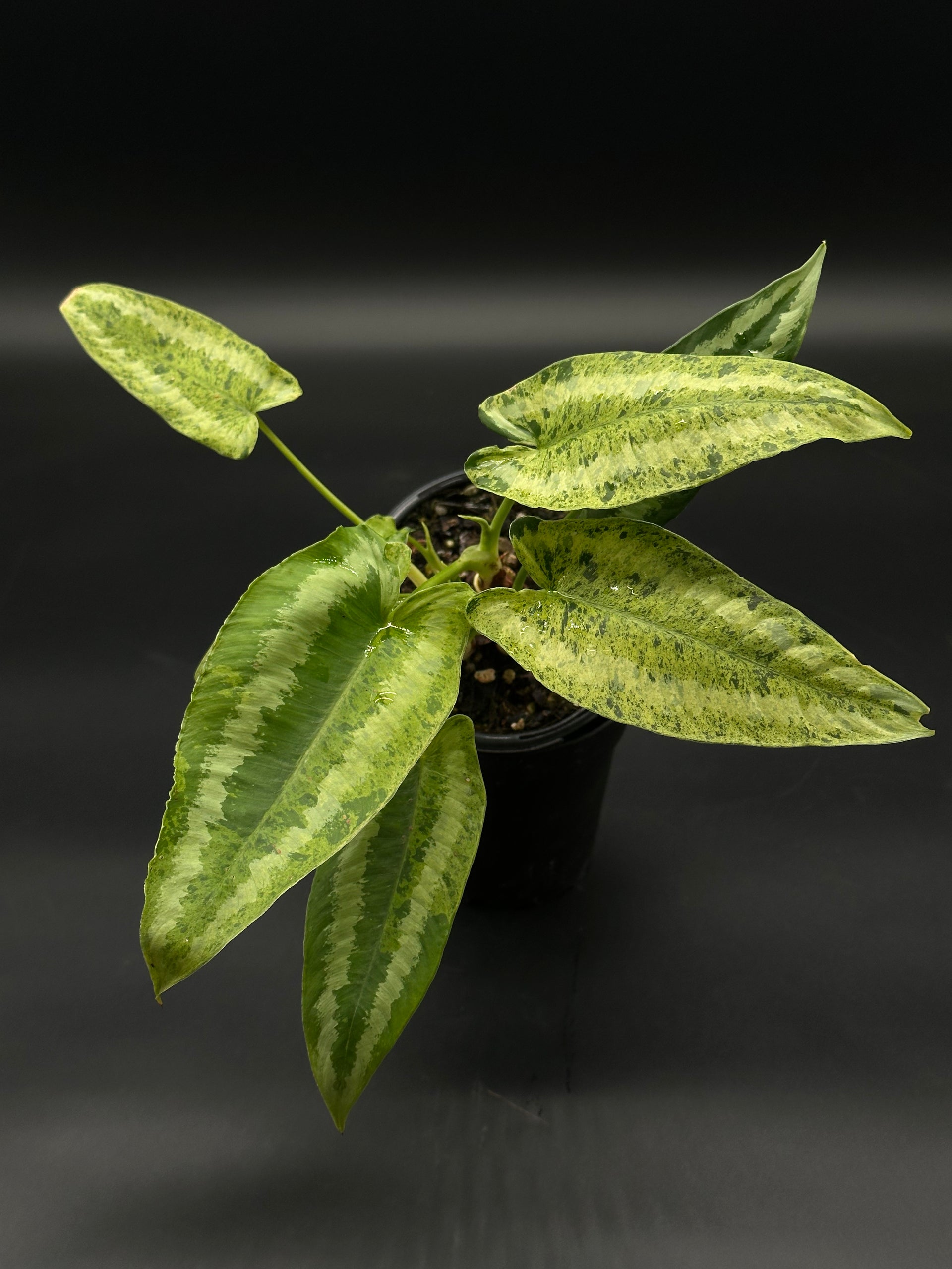 Schismatoglottis Wallichii Variegated (508W05)