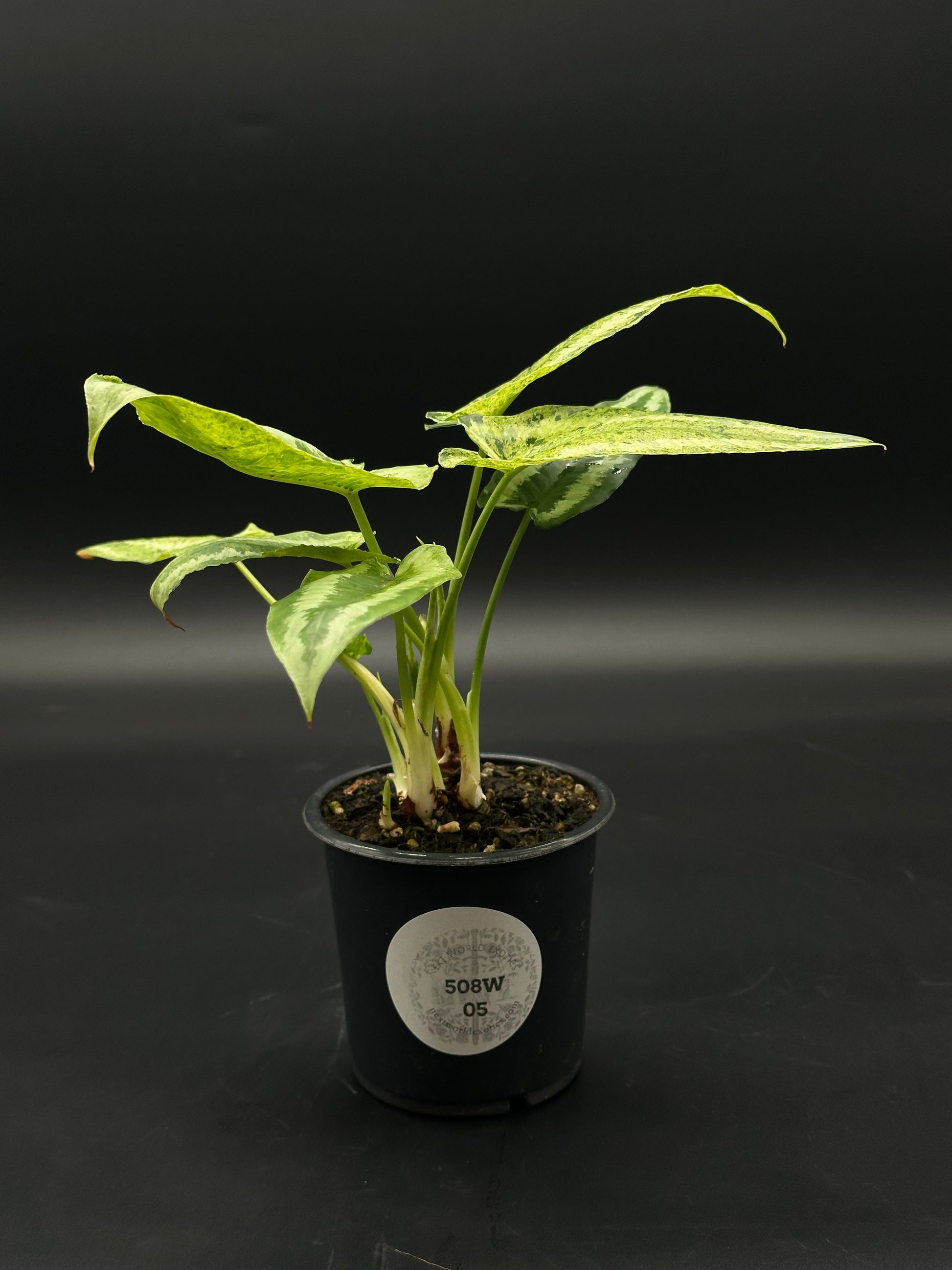 philodendron wallichii Schismatoglottis Wallichii Variegated (508W05)