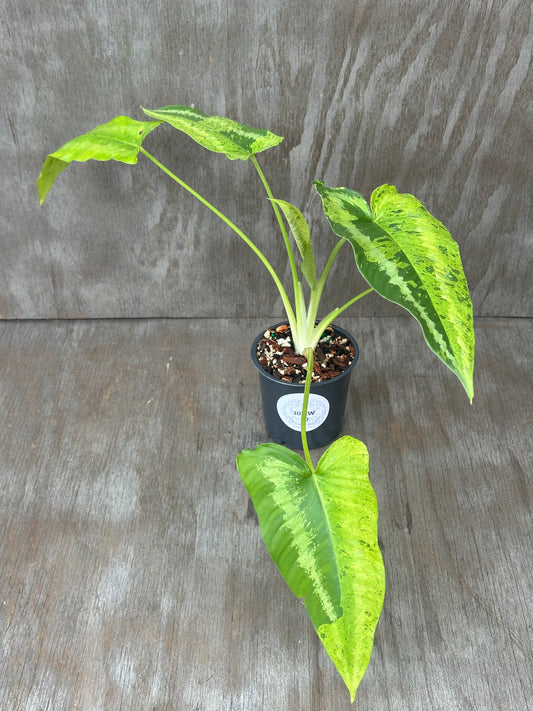 Schismatoglottis Wallichii Variegated 'Pixel' in a 4-inch pot, showcasing distinctive variegated leaves, ideal for tropical houseplant enthusiasts from Next World Exotics.