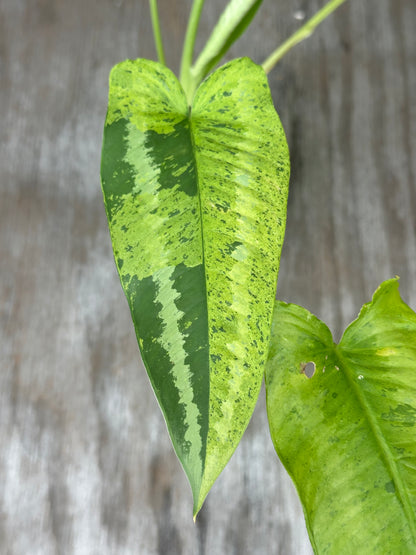 Close-up of Schismatoglottis Wallichii Variegated 'Pixel' leaf, highlighting its unique variegation, in a 4-inch pot, ideal for exotic plant collectors.