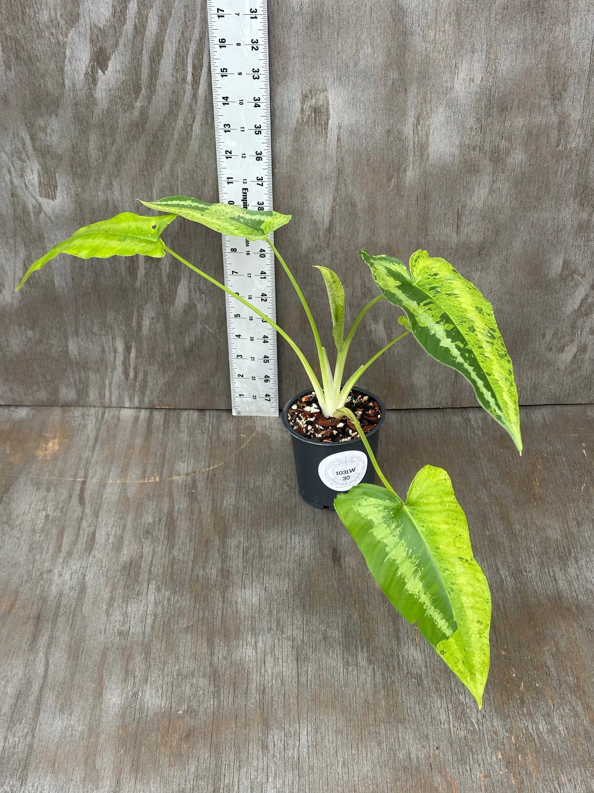 Schismatoglottis Wallichii Variegated 'Pixel' in a 4-inch pot, shown with a ruler for size reference, highlighting its unique leaf patterns.