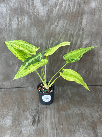 Schismatoglottis Wallichii Variegated 'Pixel' in a 4-inch pot, showcasing lush, patterned leaves, ideal for exotic houseplant collectors.