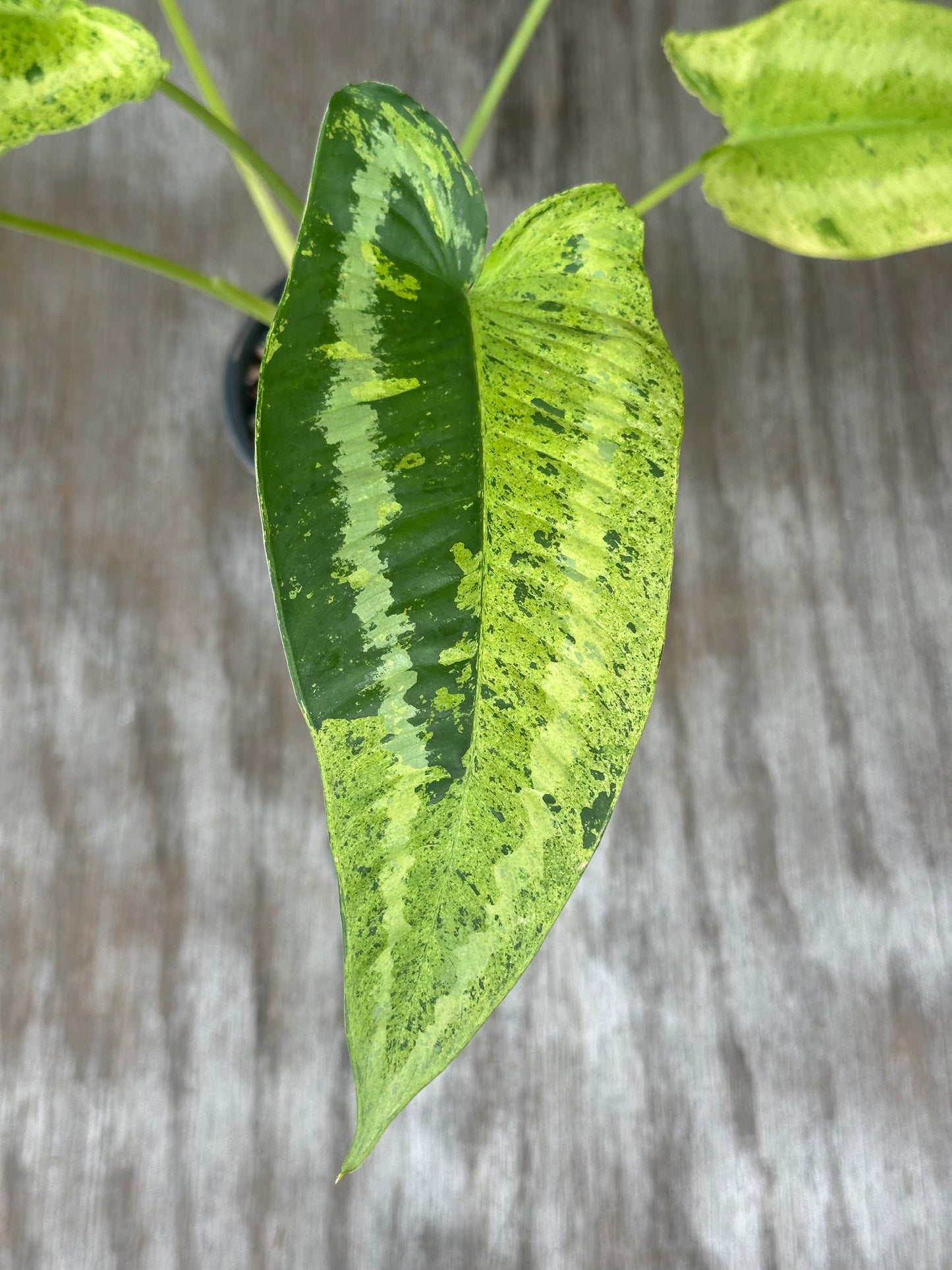 Schismatoglottis Wallichii Variegated 'Pixel' in 4-inch black pot, showcasing a close-up of its intricate green leaf patterns on a wooden surface.