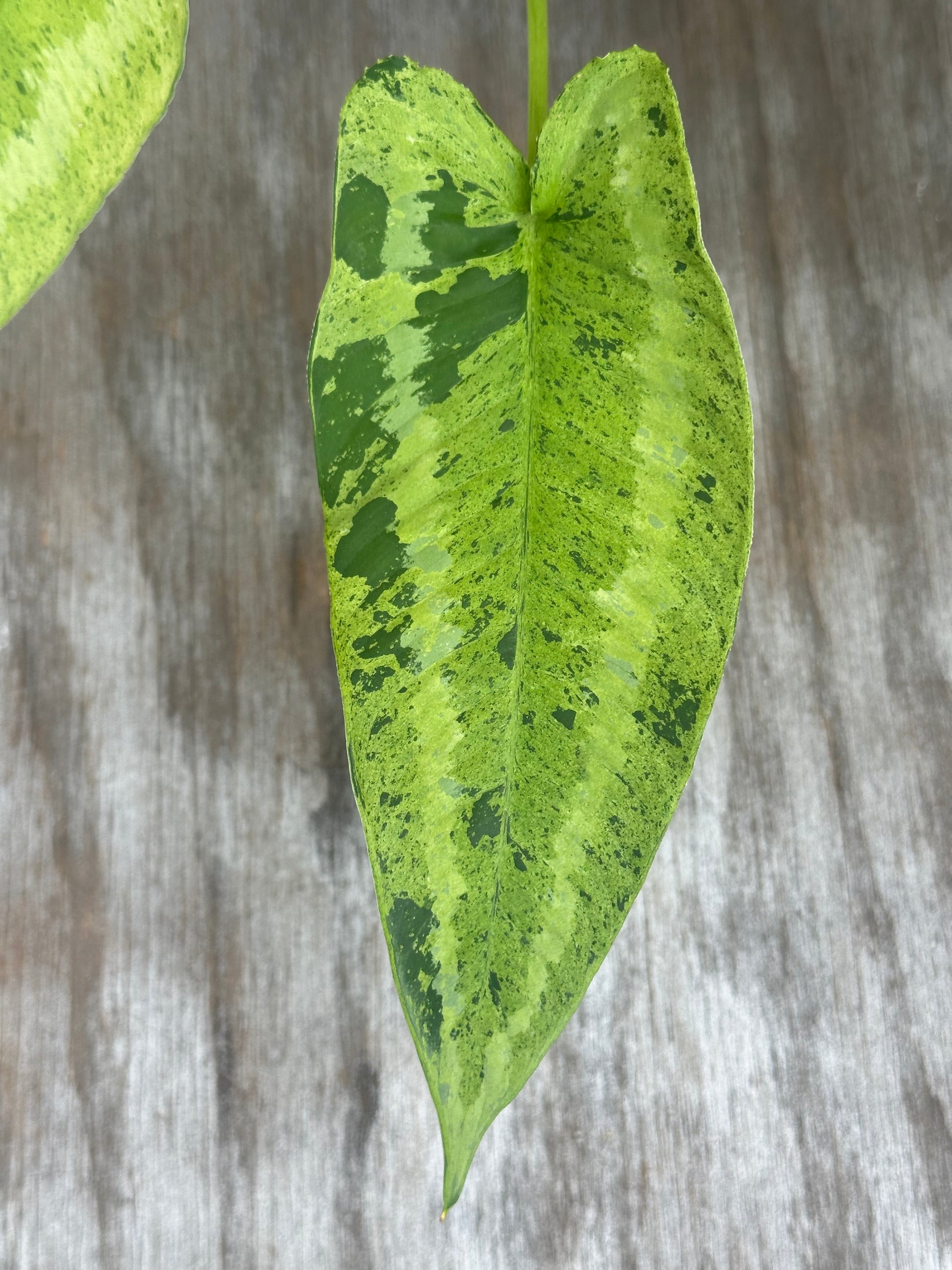 Close-up of Schismatoglottis Wallichii Variegated 'Pixel' leaf, showcasing its unique texture and pattern, grown in a 4-inch pot.