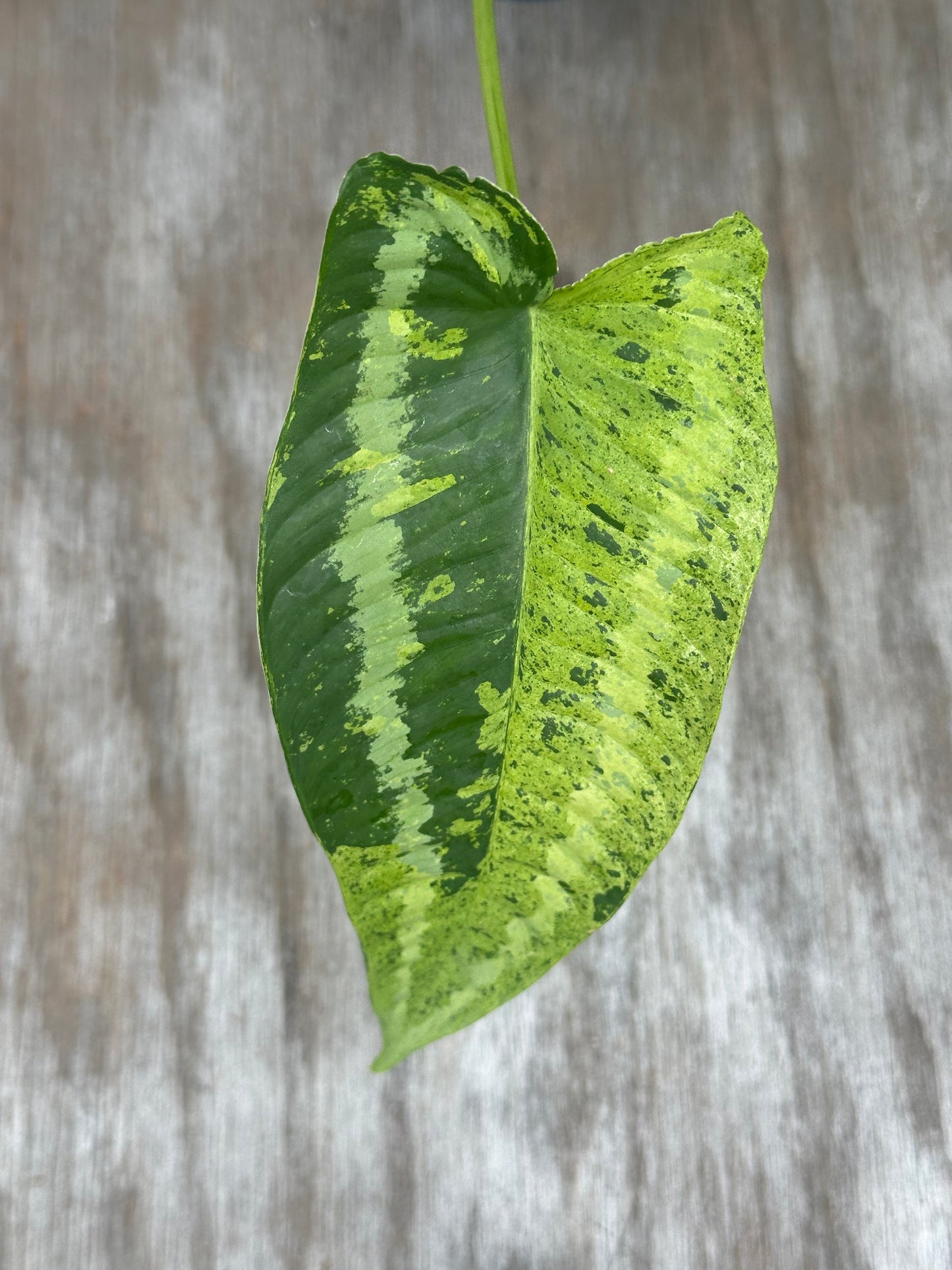 Close-up of Schismatoglottis Wallichii Variegated 'Pixel' leaf with a unique striped pattern in a 4-inch pot, offered by Next World Exotics.