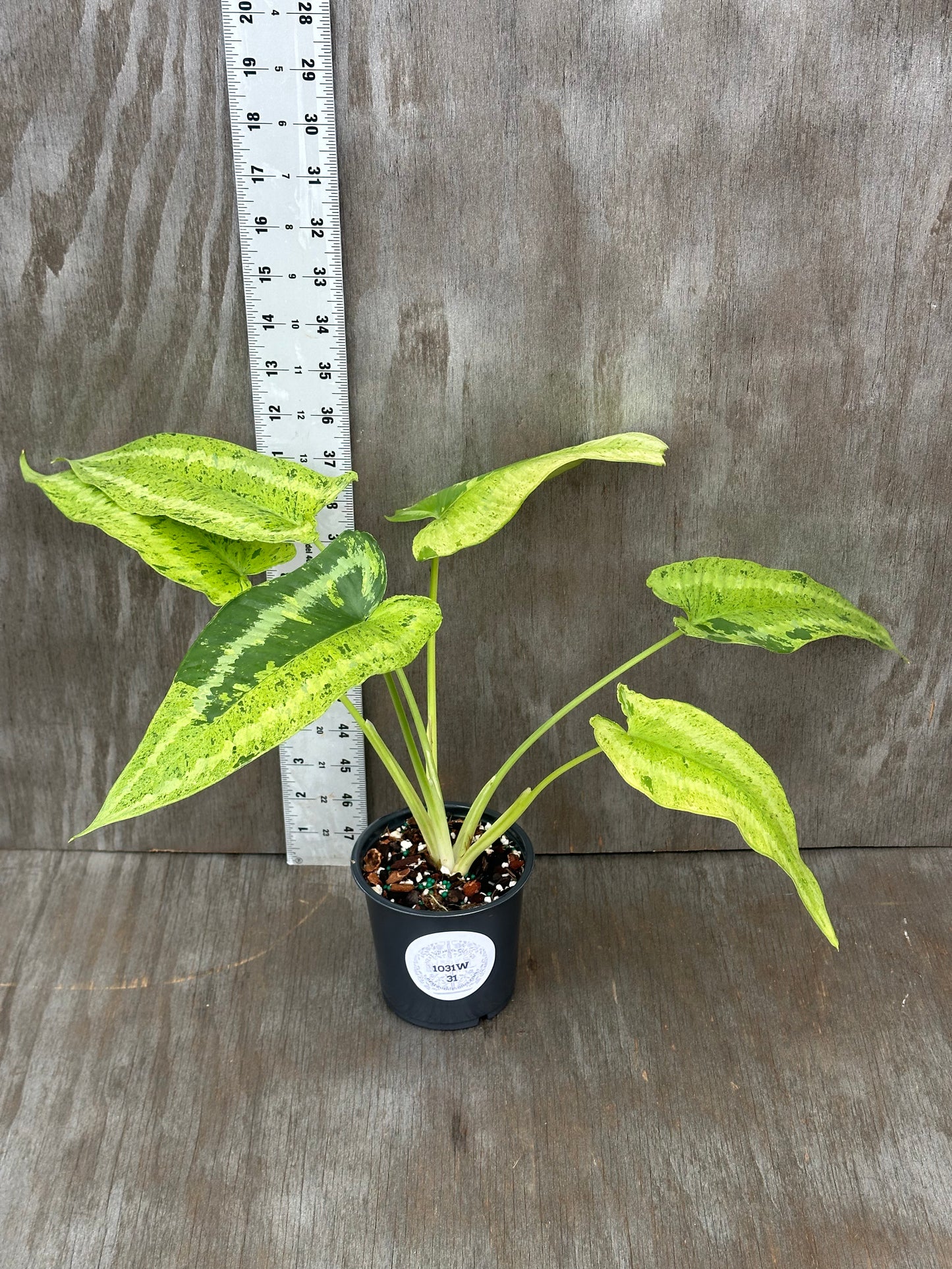 Variegated Schismatoglottis Wallichii 'Pixel' in a 4-inch pot, showcasing lush green leaves, ideal for exotic houseplant enthusiasts.