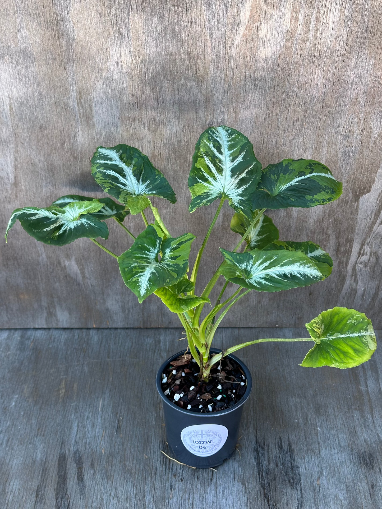 Syngonium Wendlandii 'Scrambled Eggs' Variegated (1017W04) in a pot, showcasing its distinctively variegated leaves. Perfect for exotic houseplant enthusiasts.