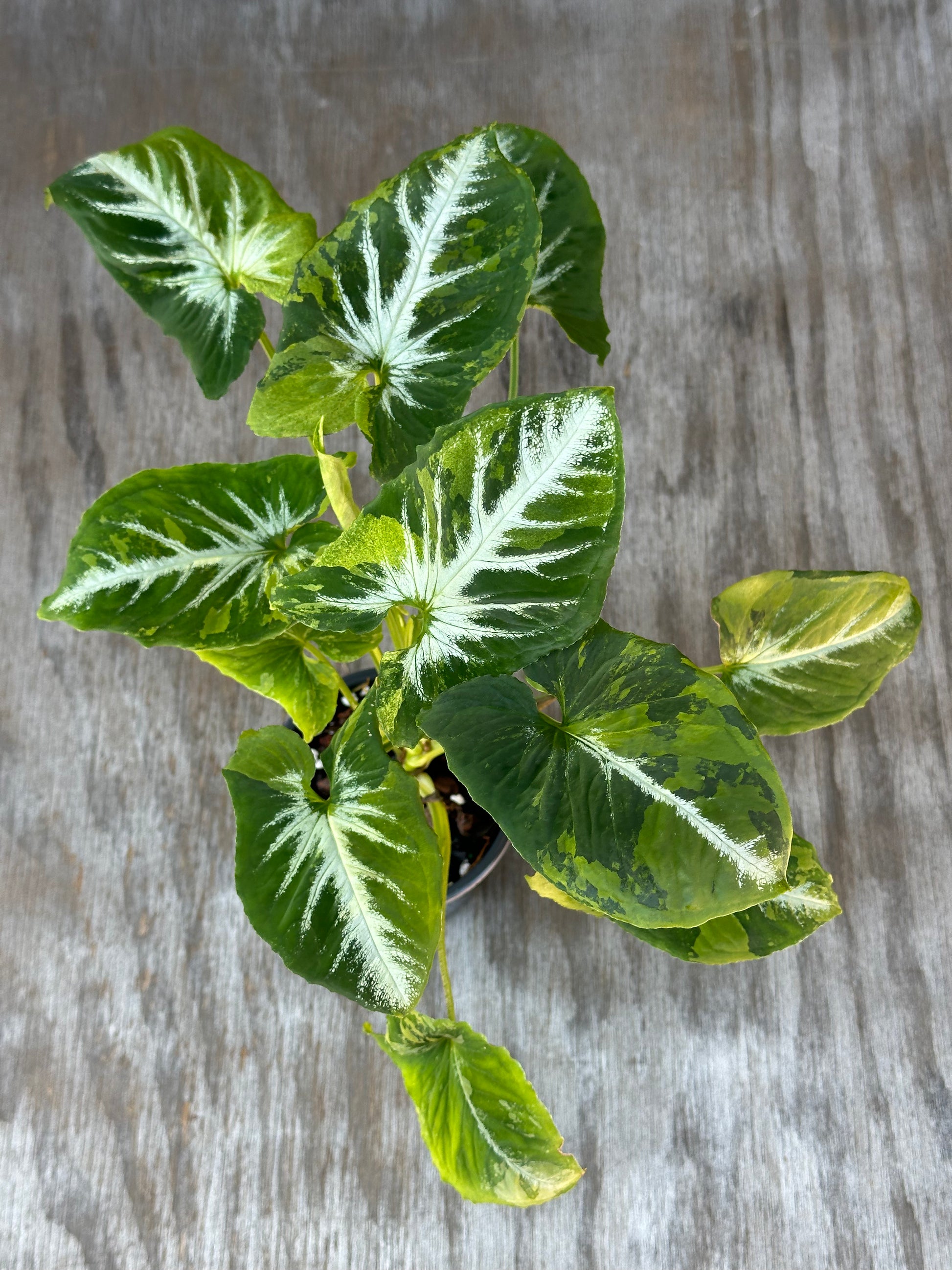 Syngonium Wendlandii 'Scrambled Eggs' Variegated plant in pot, showcasing lush green leaves with striking white veins, ideal for exotic houseplant enthusiasts.