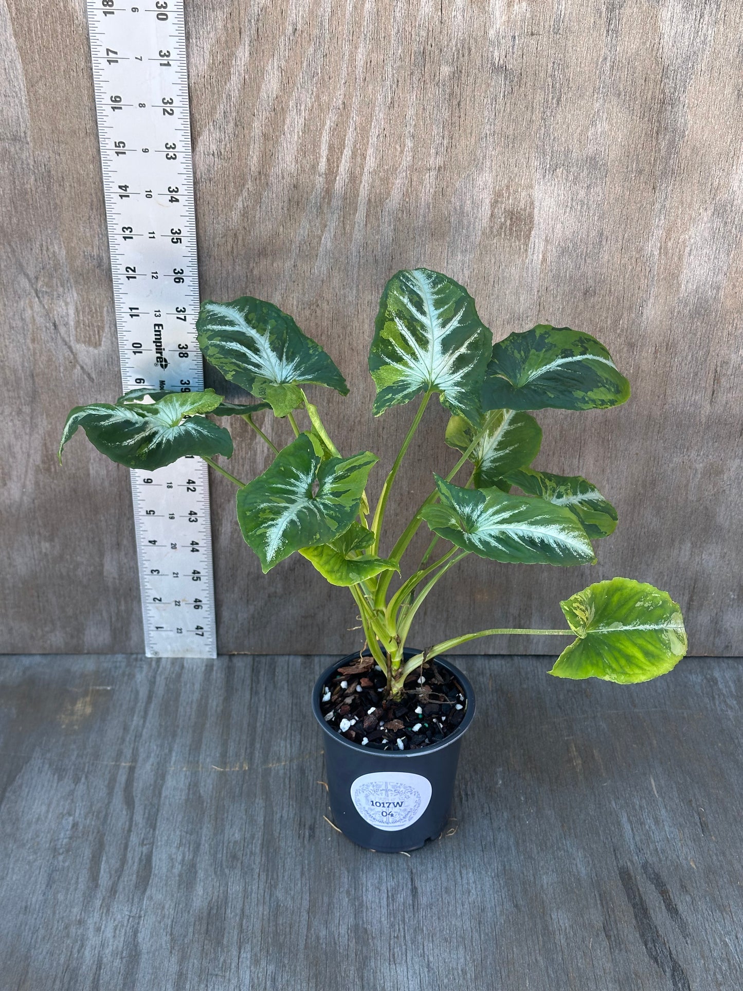 Syngonium wendlandii 'Scrambled Eggs' Variegated plant in a pot, showcasing its distinctive variegated foliage, perfect for rare tropical houseplant enthusiasts.