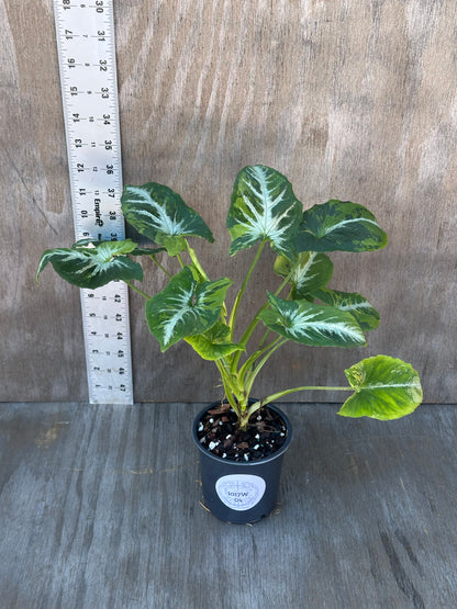 Syngonium wendlandii 'Scrambled Eggs' Variegated plant in a pot, showcasing its distinctive variegated foliage, perfect for rare tropical houseplant enthusiasts.