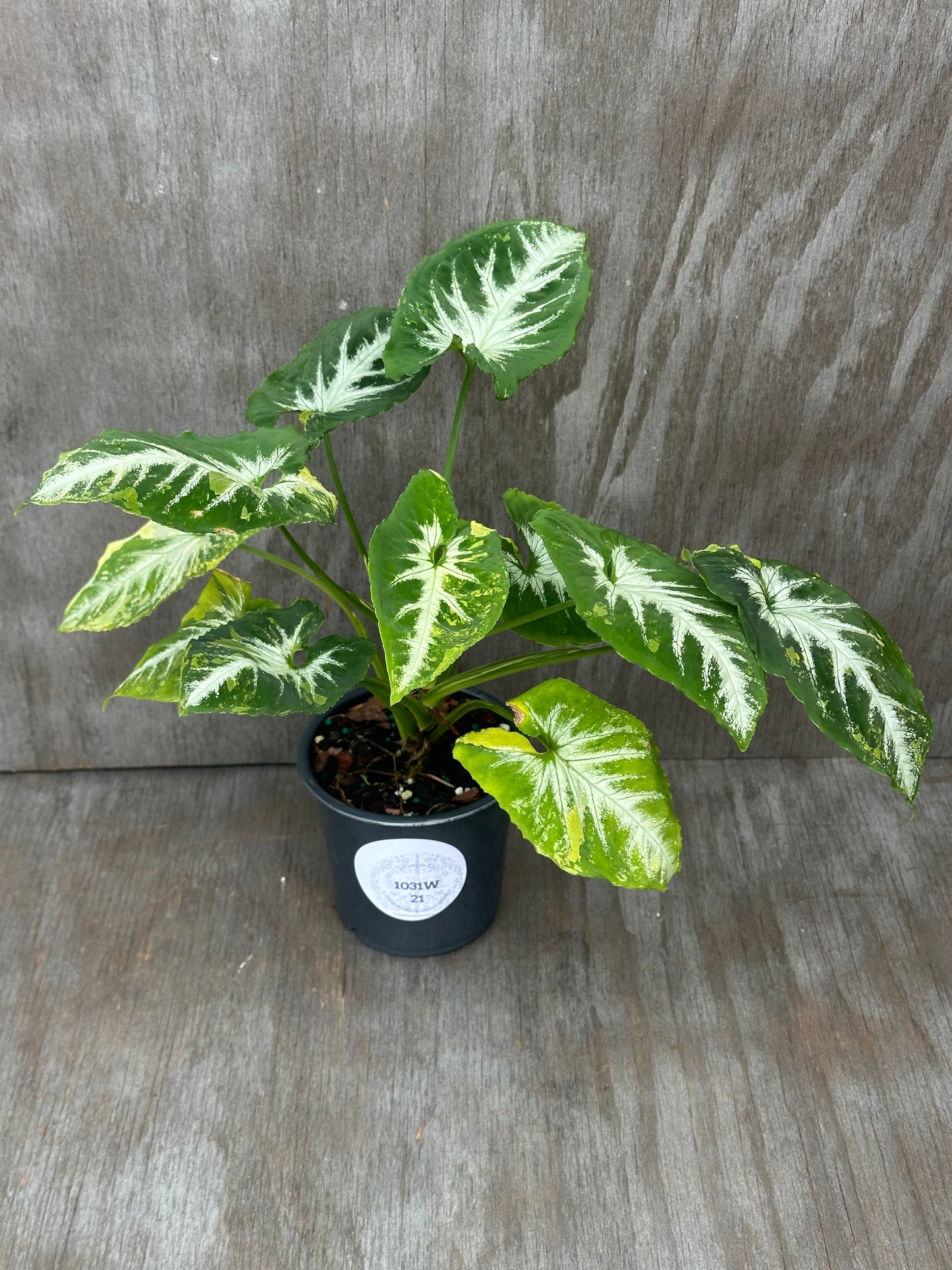 Syngonium Wendlandii 'Scrambled Eggs' Variegated in a pot, showcasing lush green leaves with unique variegation, ideal for exotic houseplant collectors.