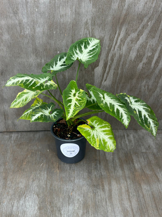 Syngonium Wendlandii 'Scrambled Eggs' Variegated in a pot, showcasing lush green leaves with unique variegation, ideal for exotic houseplant collectors.