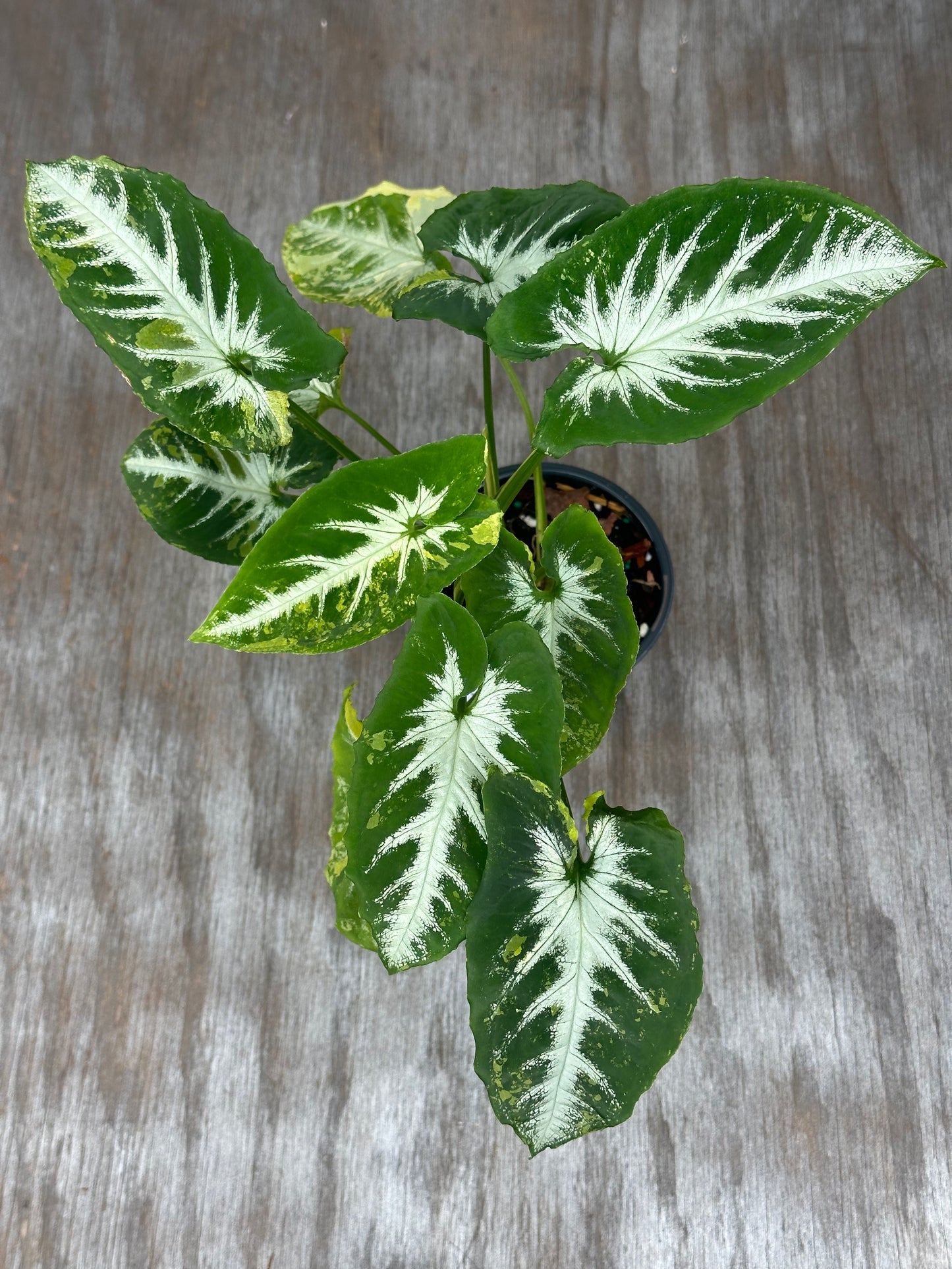 Syngonium Wendlandii 'Scrambled Eggs' Variegated, showcasing intricate green and white variegated leaves, ideal for tropical houseplant enthusiasts.