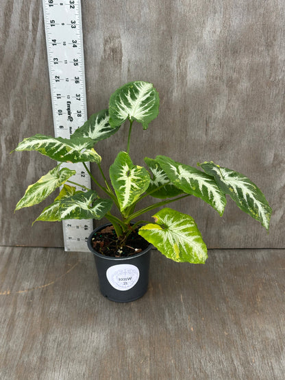 Syngonium Wendlandii 'Scrambled Eggs' variegated plant in a pot with ruler for scale, highlighting its rare tropical houseplant appeal.