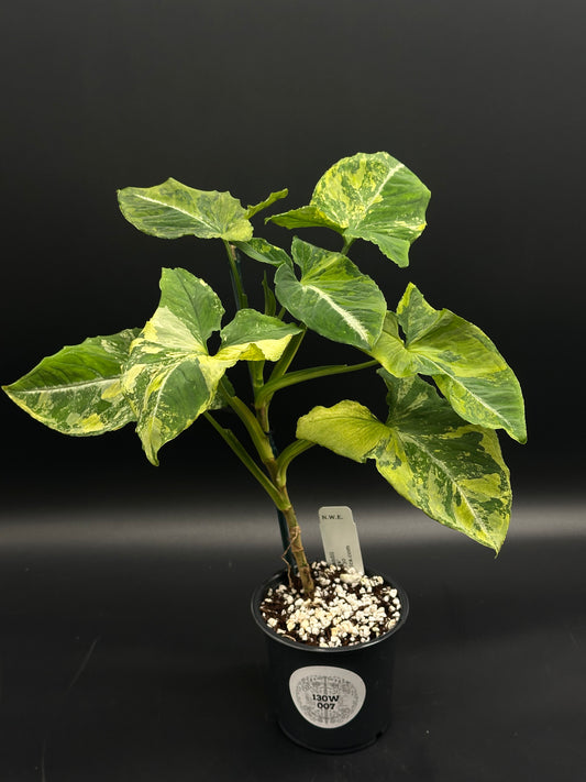 Syngonium Wendlandii 'Scrambled Eggs' Variegated plant in 4-inch black pot, featuring mottled green and yellow leaves, with a white stake label in soil.
