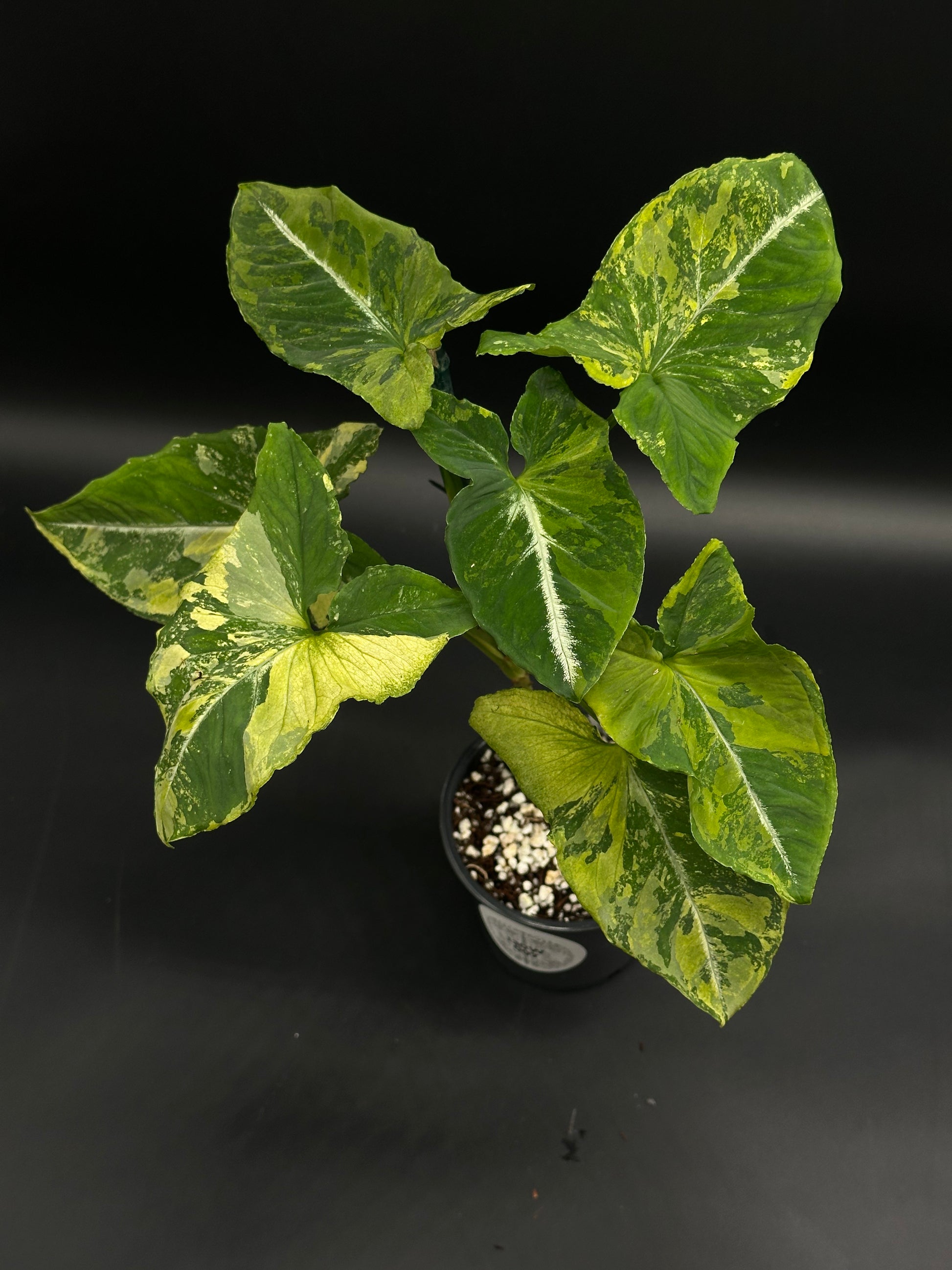 Syngonium Wendlandii 'Scrambled Eggs' Variegated in a 4-inch pot, showcasing green leaves with yellow-green marbling, set against a dark backdrop.
