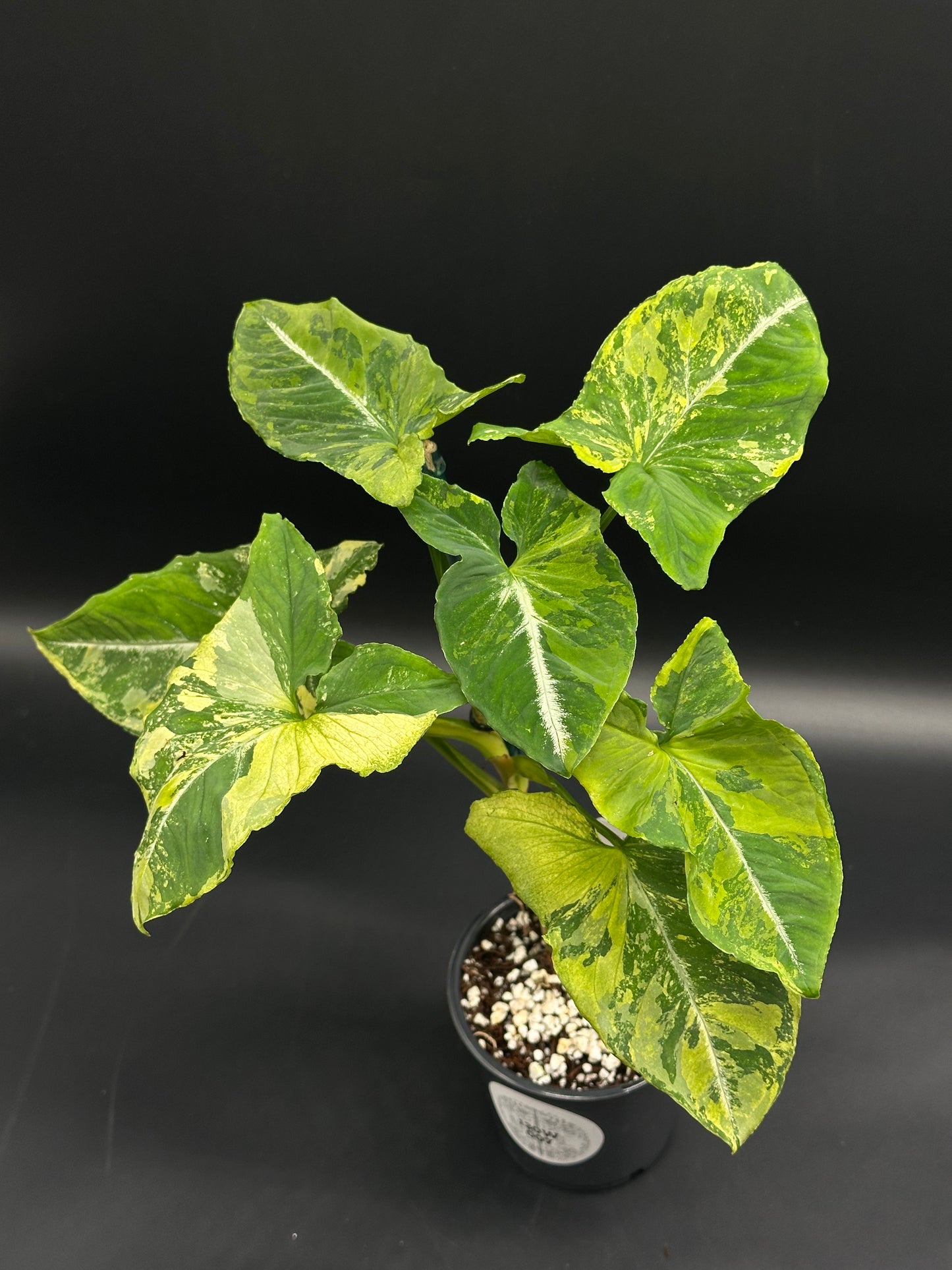 Syngonium Wendlandii 'Scrambled Eggs' Variegated in a 4-inch pot, featuring arrowhead-shaped leaves with green and yellow variegation, ideal for exotic houseplant enthusiasts.
